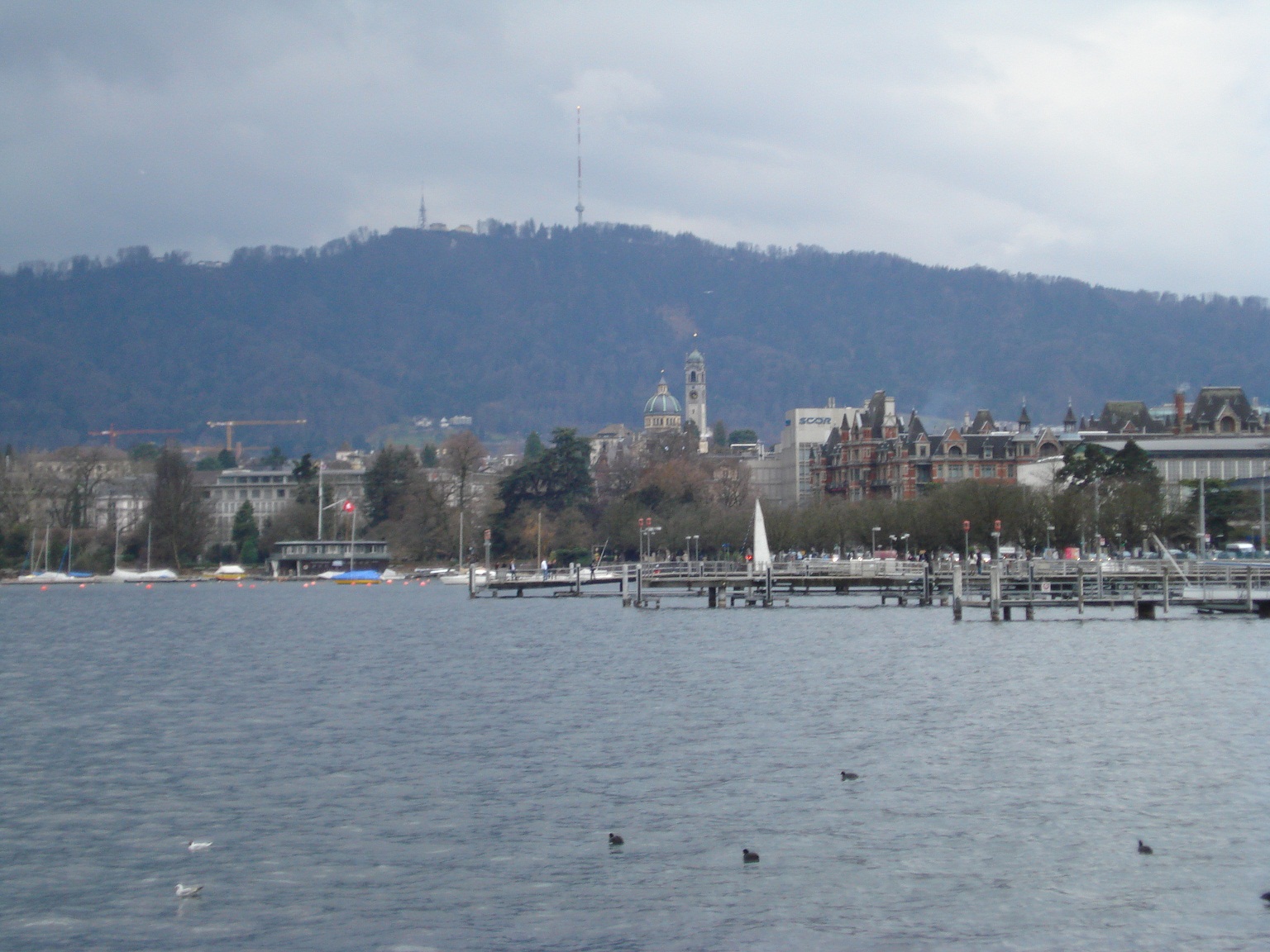 лебеди в Цюрихе у озера, экскурсия по Цюриху, гид Полина Юрьевна
